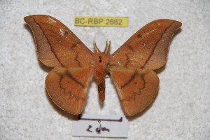  ( - BC-RBP 2662)  @11 [ ] Copyright (2010) Ron Brechlin Research Collection of Ron Brechlin