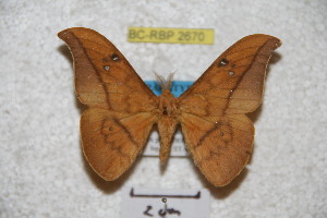  ( - BC-RBP 2670)  @13 [ ] Copyright (2010) Ron Brechlin Research Collection of Ron Brechlin
