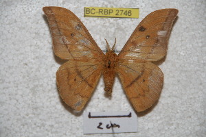  (Cricula trifenestrata banggaiensis - BC-RBP 2746)  @11 [ ] Copyright (2010) Ron Brechlin Research Collection of Ron Brechlin