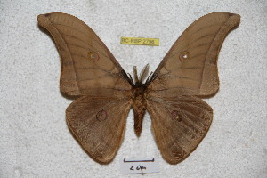  (Antheraea korintjiana - BC-RBP 2796)  @14 [ ] Copyright (2010) Ron Brechlin Research Collection of Ron Brechlin