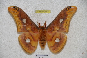  ( - BC-RBP 2868)  @13 [ ] Copyright (2010) Ron Brechlin Research Collection of Ron Brechlin