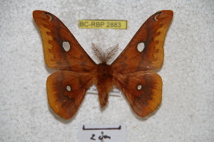  (Rhodinia fugax shaanxiana - BC-RBP 2883)  @14 [ ] Copyright (2010) Ron Brechlin Research Collection of Ron Brechlin