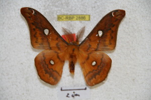  (Rhodinia fugax jiangxiana - BC-RBP 2886)  @13 [ ] Copyright (2010) Ron Brechlin Research Collection of Ron Brechlin