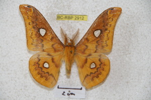  (Rhodinia fugax szechuanensis - BC-RBP 2912)  @14 [ ] Copyright (2010) Ron Brechlin Research Collection of Ron Brechlin