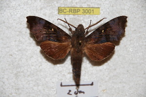  (Dahira rebeccae - BC-RBP 3001)  @14 [ ] Copyright (2010) Patrick Basquin Research Collection of Patrick Basquin