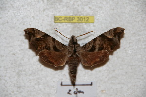  ( - BC-RBP 3012)  @13 [ ] Copyright (2010) Ron Brechlin Research Collection of Ron Brechlin