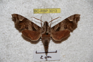  ( - BC-RBP 3013)  @12 [ ] Copyright (2010) Patrick Basquin Research Collection of Patrick Basquin