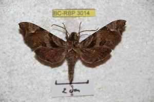  ( - BC-RBP 3014)  @13 [ ] Copyright (2010) Patrick Basquin Research Collection of Patrick Basquin