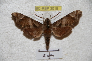 ( - BC-RBP 3015)  @12 [ ] Copyright (2010) Patrick Basquin Research Collection of Patrick Basquin