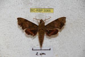  (Angonyx sumbawensis - BC-RBP 3065)  @13 [ ] Copyright (2010) Patrick Basquin Research Collection of Patrick Basquin