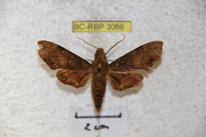 (Angonyx sumbawensis - BC-RBP 3066)  @13 [ ] Copyright (2010) Patrick Basquin Research Collection of Patrick Basquin