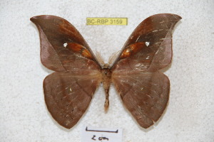  ( - BC-RBP 3159)  @14 [ ] Copyright (2010) Ron Brechlin Research Collection of Ron Brechlin