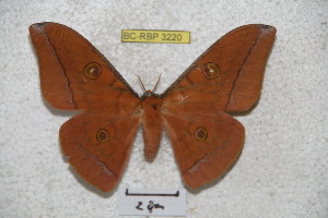  (Antheraea alleni - BC-RBP 3220)  @13 [ ] Copyright (2010) Ron Brechlin Research Collection of Ron Brechlin