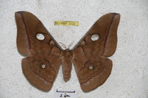  (Antheraea moultoni - BC-RBP 3222)  @14 [ ] Copyright (2010) Ron Brechlin Research Collection of Ron Brechlin