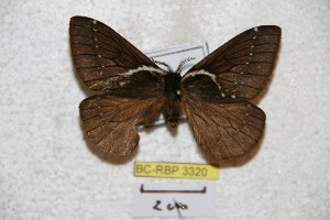  (Pseudodirphia marxi - BC-RBP 3320)  @14 [ ] Copyright (2010) Ron Brechlin Research Collection of Ron Brechlin