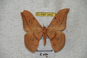  (Cricula magnifenestrata elaeziopahangensis - BC-RBP 3440)  @13 [ ] Copyright (2010) Ron Brechlin Research Collection of Ron Brechlin