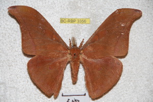  (Antheraea kalangensis - BC-RBP 3356)  @14 [ ] Copyright (2010) Ron Brechlin Research Collection of Ron Brechlin
