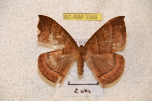  (Prohylesia carpishiana - BC-RBP 3359)  @12 [ ] Copyright (2010) Ron Brechlin Research Collection of Ron Brechlin