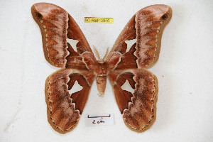  (Rothschildia arianae - BC-RBP 3946)  @15 [ ] Copyright (2010) Ron Brechlin Research Collection of Ron Brechlin