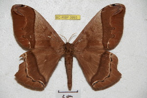  ( - BC-RBP 3993)  @14 [ ] Copyright (2010) Ron Brechlin Research Collection of Ron Brechlin