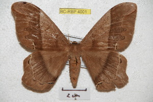  ( - BC-RBP 4001)  @14 [ ] Copyright (2010) Ron Brechlin Research Collection of Ron Brechlin