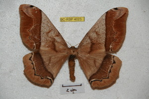  ( - BC-RBP 4023)  @14 [ ] Copyright (2010) Ron Brechlin Research Collection of Ron Brechlin