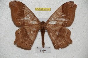  ( - BC-RBP 4024)  @14 [ ] Copyright (2010) Ron Brechlin Research Collection of Ron Brechlin