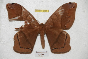  ( - BC-RBP 4025)  @14 [ ] Copyright (2010) Ron Brechlin Research Collection of Ron Brechlin