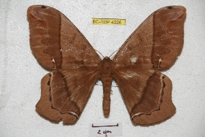  ( - BC-RBP 4026)  @14 [ ] Copyright (2010) Ron Brechlin Research Collection of Ron Brechlin