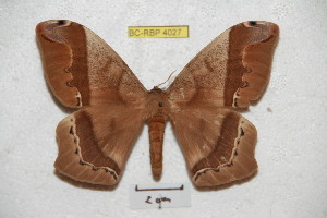  ( - BC-RBP 4027)  @14 [ ] Copyright (2010) Ron Brechlin Research Collection of Ron Brechlin