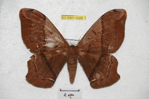  ( - BC-RBP 4028)  @14 [ ] Copyright (2010) Ron Brechlin Research Collection of Ron Brechlin