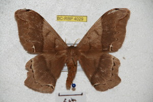  ( - BC-RBP 4029)  @14 [ ] Copyright (2010) Ron Brechlin Research Collection of Ron Brechlin