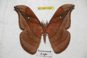  (Copaxa andescens - BC-RBP 4087)  @14 [ ] Copyright (2010) Ron Brechlin Research Collection of Ron Brechlin