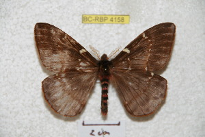  (Paradirphia gabrielae - BC-RBP 4158)  @14 [ ] Copyright (2010) Ron Brechlin Research Collection of Ron Brechlin