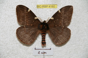  (Paradirphia talamancaia - BC-RBP 4160)  @15 [ ] Copyright (2010) Ron Brechlin Research Collection of Ron Brechlin