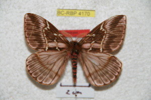  ( - BC-RBP 4170)  @13 [ ] Copyright (2010) Ron Brechlin Research Collection of Ron Brechlin