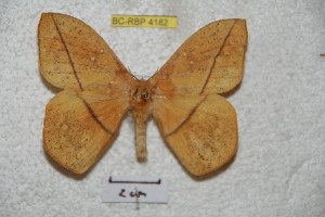  ( - BC-RBP 4182)  @12 [ ] Copyright (2010) Ron Brechlin Research Collection of Ron Brechlin
