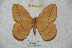  ( - BC-RBP 4183)  @12 [ ] Copyright (2010) Ron Brechlin Research Collection of Ron Brechlin
