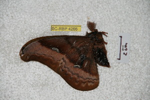  (Copaxa guamaniana - BC-RBP 4266)  @12 [ ] Copyright (2010) Ron Brechlin Research Collection of Ron Brechlin