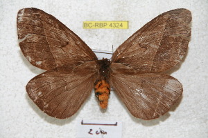  (Pseudodirphia uniseptentrionalis - BC-RBP 4324)  @15 [ ] Copyright (2010) Ron Brechlin Research Collection of Ron Brechlin