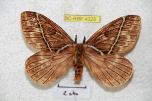  (Pseudodirphia birejunensis - BC-RBP 4328)  @13 [ ] Copyright (2010) Ron Brechlin Research Collection of Ron Brechlin