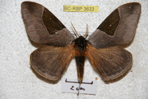  (Dirphia aviboliviana - BC-RBP 3633)  @15 [ ] Copyright (2010) Ron Brechlin Research Collection of Ron Brechlin