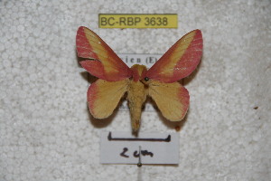  (Psilopygida walkeri - BC-RBP 3638)  @14 [ ] Copyright (2010) Ron Brechlin Research Collection of Ron Brechlin