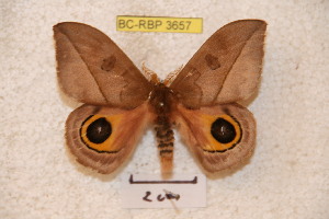  (Automeris magdaleniana - BC-RBP 3657)  @14 [ ] Copyright (2010) Ron Brechlin Research Collection of Ron Brechlin