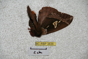  (Dirphiopsis curvilineata - BC-RBP 3836)  @14 [ ] Copyright (2010) Ron Brechlin Research Collection of Ron Brechlin