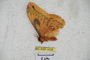  (Loepa katinka diversiocellata - BC-RBP 3838)  @13 [ ] Copyright (2010) Ron Brechlin Research Collection of Ron Brechlin
