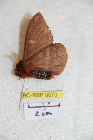  (Dirphiopsis kaechi - BC-RBP 5070)  @12 [ ] Copyright (2011) Ron Brechlin Research Collection of Ron Brechlin