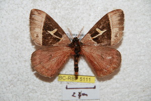  (Dirphia amazhorca - BC-RBP 5111)  @14 [ ] Copyright (2011) Ron Brechlin Research Collection of Ron Brechlin