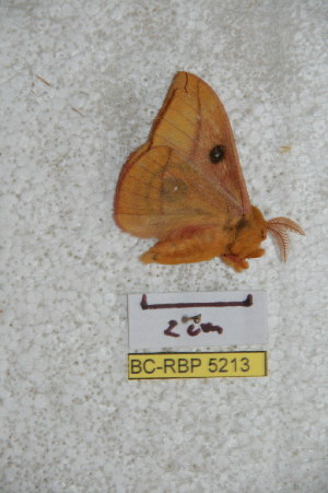  ( - BC-RBP 5213)  @12 [ ] Copyright (2011) Ron Brechlin Research Collection of Ron Brechlin