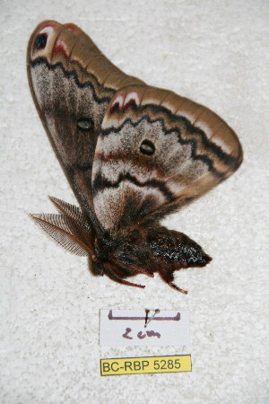  ( - BC-RBP 5285)  @12 [ ] Copyright (2011) Ron Brechlin Research Collection of Ron Brechlin